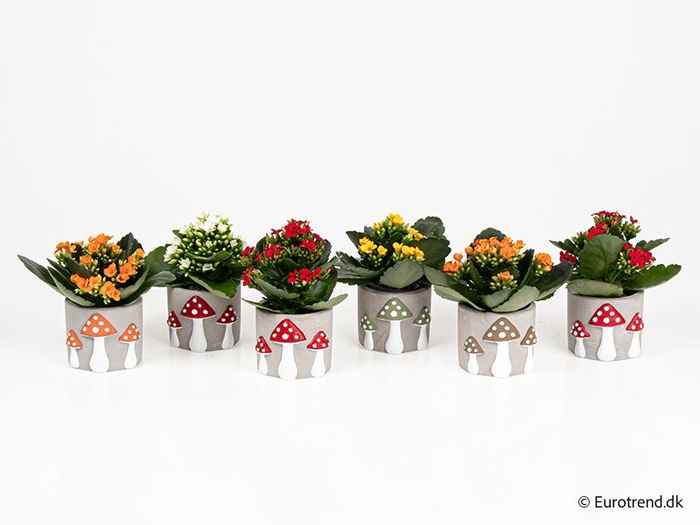 <h4>KALANCHOE BLOSSF P6 E 4685</h4>