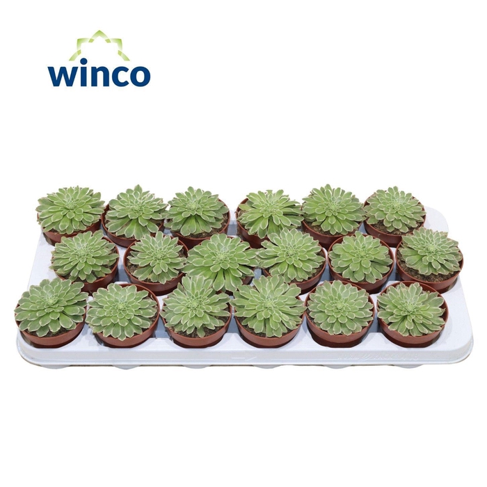 Aeonium Tabiliformis Variegata