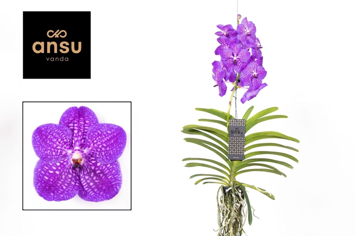 <h4>Vanda New blue</h4>