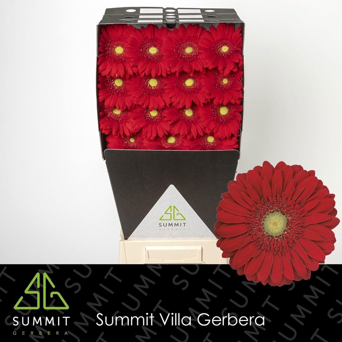 <h4>GE GR CARAMBOLE</h4>