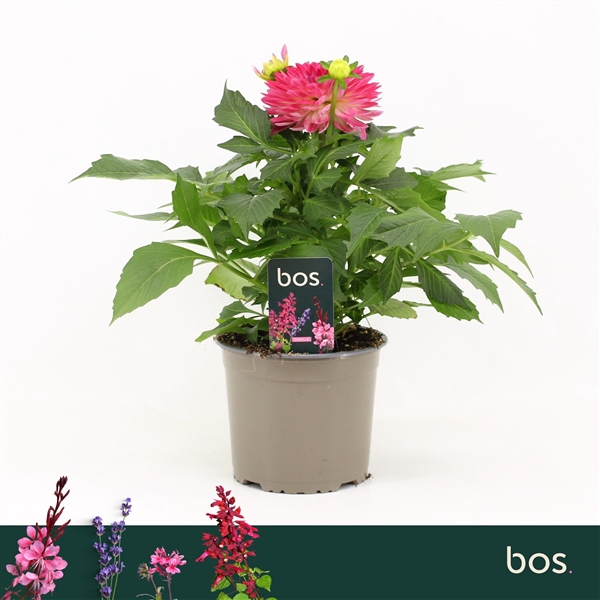 <h4>Dahlia Dalina Maxi, Cherry Blast</h4>