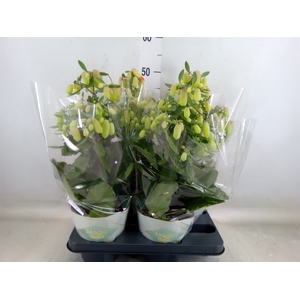 Kalanchoe  'Magic Bell'