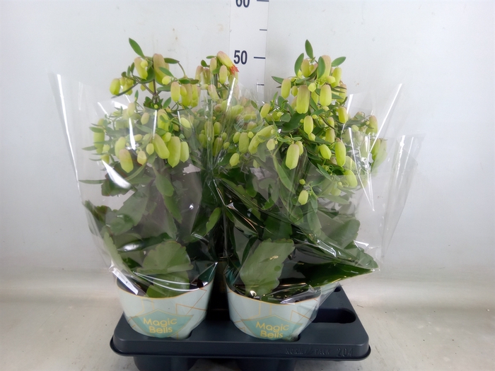 <h4>Kalanchoe  'Magic Bell'</h4>