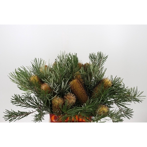 Banksia Spinulosa