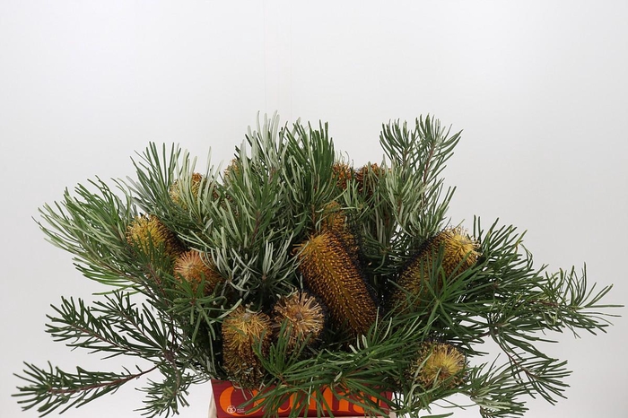 <h4>Banksia Spinulosa</h4>