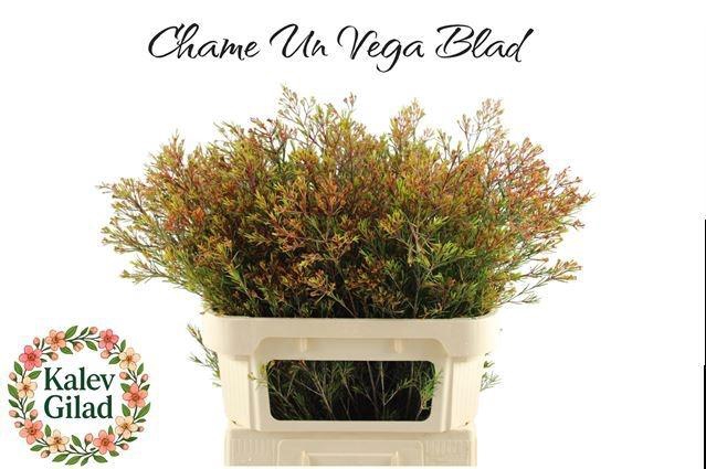 <h4>CHAME UN VEGA BLATT 85gr</h4>