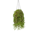 CALLISIA C21