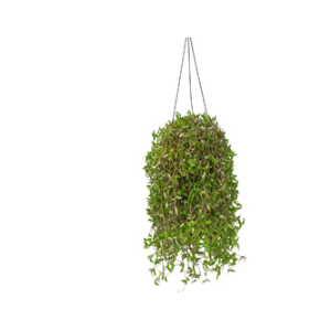CALLISIA C21