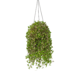 <h4>CALLISIA C21</h4>