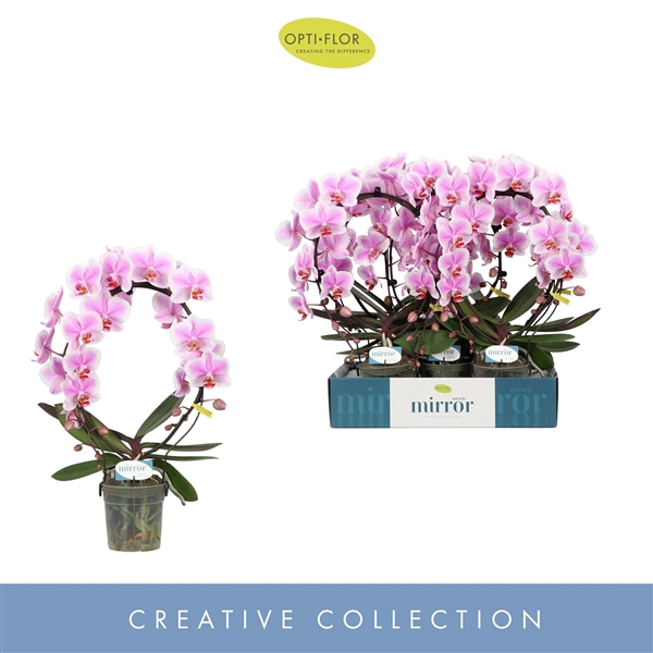 <h4>Mirror Miracle Jasmine 2 spike</h4>