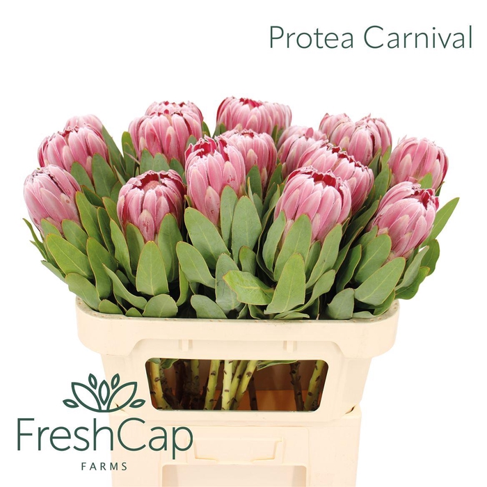 <h4>Protea Carnival</h4>