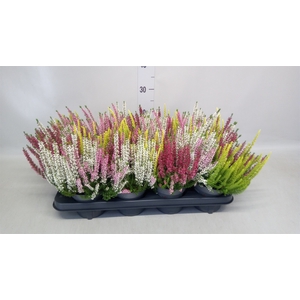 Calluna vulg. 'Beauty L Quattro'