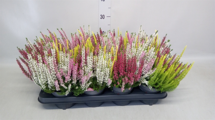 <h4>Calluna vulg. 'Beauty L Quattro'</h4>