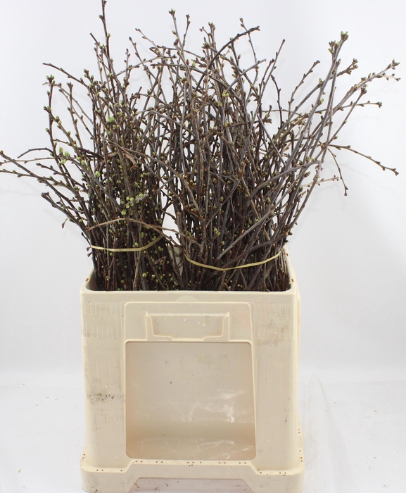 <h4>KERSENBLOESEM P BOS</h4>