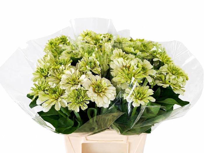 <h4>ZINNIA ELEGANS</h4>