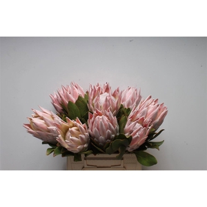 PROTEA CYNAROIDES