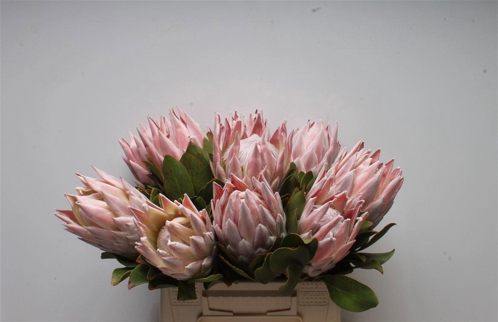 <h4>PROTEA CYNAROIDES</h4>