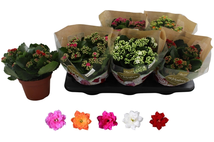 <h4>KAL GE RO GEM 5 KL</h4>