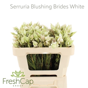 Serruria Blushing Brides White 1-3 Flwrs