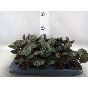 Calathea   ...