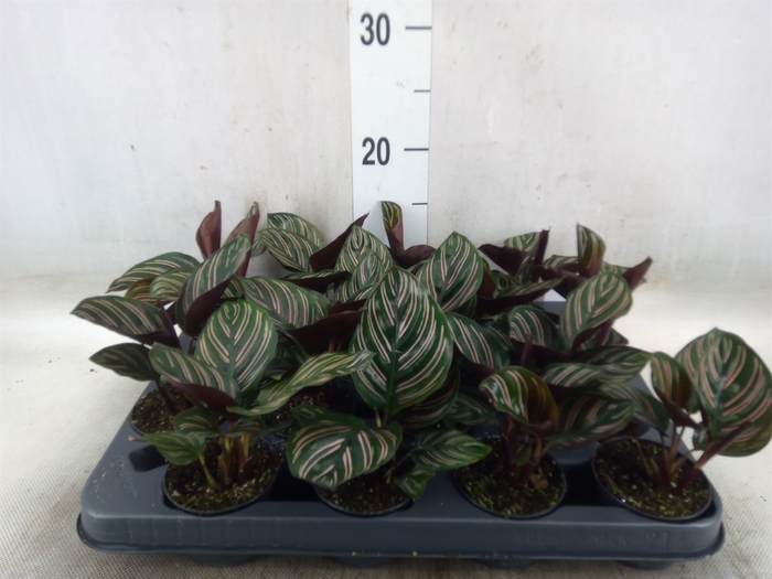 <h4>Calathea   ...</h4>