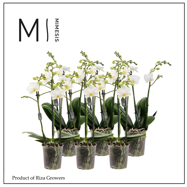 <h4>Mimesis Phal. Multi White - 3 spike 12cm</h4>