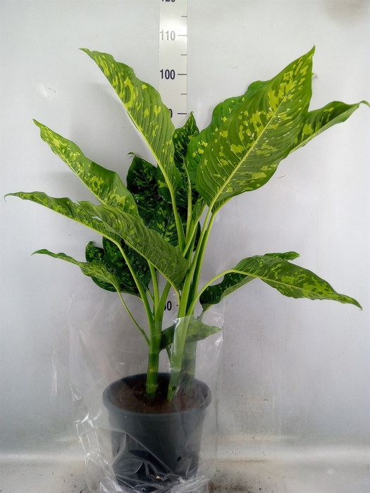 <h4>Dieffenbachia</h4>