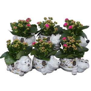 PTPP7063 Arrangement Patio in terracotta mix