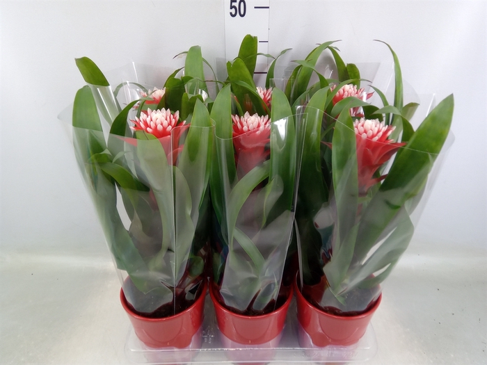 <h4>Guzmania  'Hope'</h4>