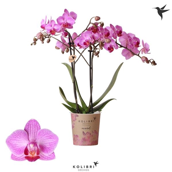 <h4>Phalaenopsis Multifloratypes Anthura Stuttgart</h4>