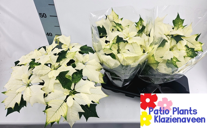 <h4>EUPHOR P ALASKA</h4>