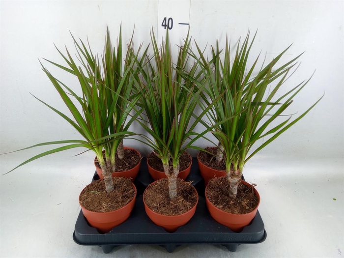 <h4>Dracaena marg.</h4>