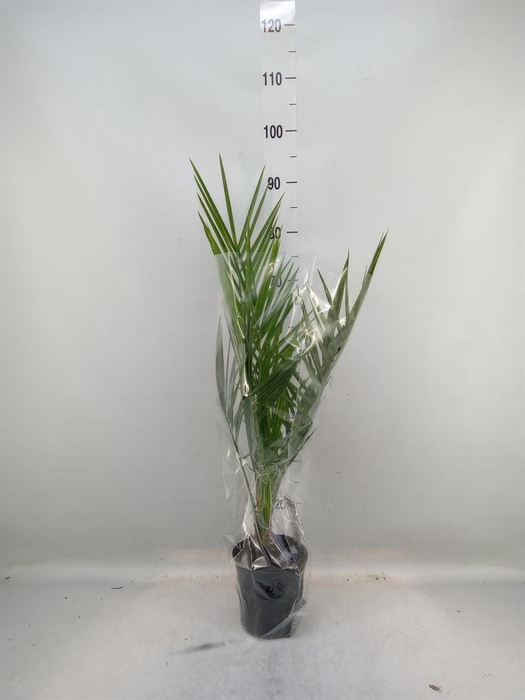 <h4>Phoenix canariensis</h4>