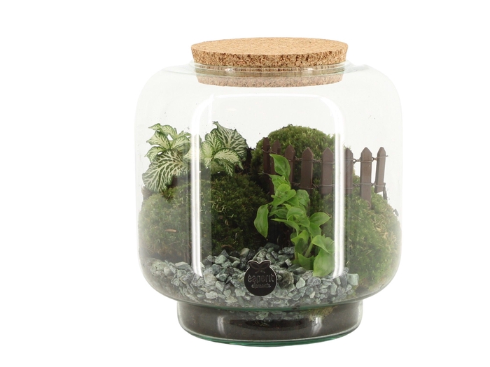 <h4>Opm Landscape Terrarium Arrangement</h4>