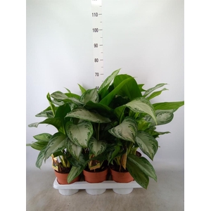 Aglaonema  'Silver Bay'