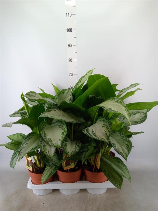 <h4>Aglaonema  'Silver Bay'</h4>