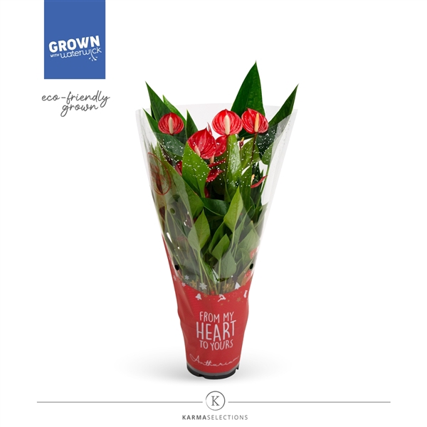 <h4>Anthurium - Karma Milion | 12 cm | Xmas sleeve</h4>