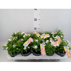 Catharanthus ros. 'Soiree White'