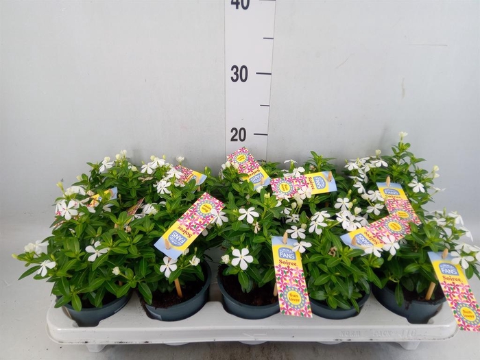 <h4>Catharanthus ros. 'Soiree White'</h4>