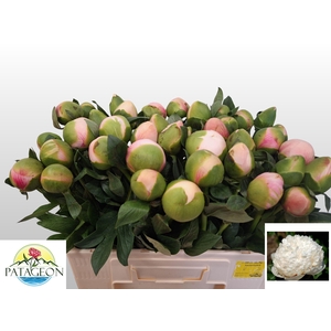 PAEO COL OWEN COUSIN