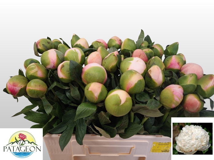 <h4>PAEO COL OWEN COUSIN</h4>