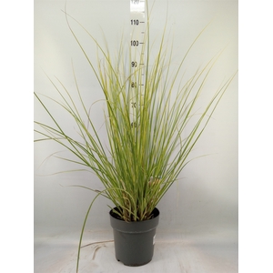 Cortaderia   ...