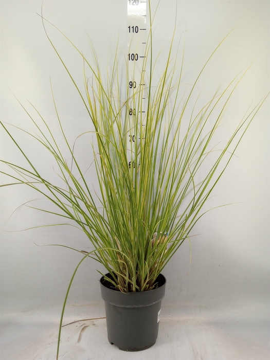 <h4>Cortaderia   ...</h4>