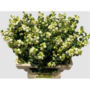 Sympho Mag  Lemon lime van der Gun