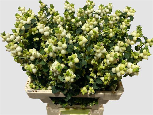 <h4>Sympho Mag  Lemon lime van der Gun</h4>