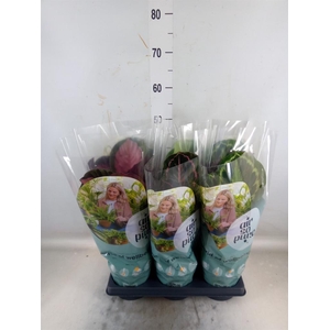 Calathea roseopicta   ...mix