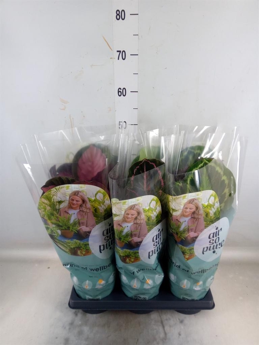 <h4>Calathea roseopicta   ...mix</h4>