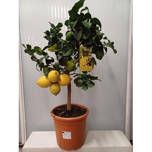 Citrus Limon stam Korte stam, gele en groene vruchten