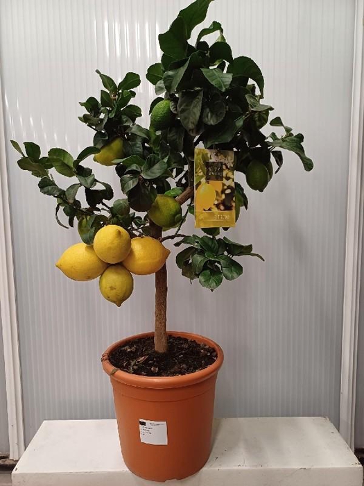 <h4>Citrus Limon stam Korte stam, gele en groene vruchten</h4>