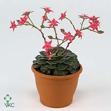 Graptopetalum tacitus   ...bloeiend